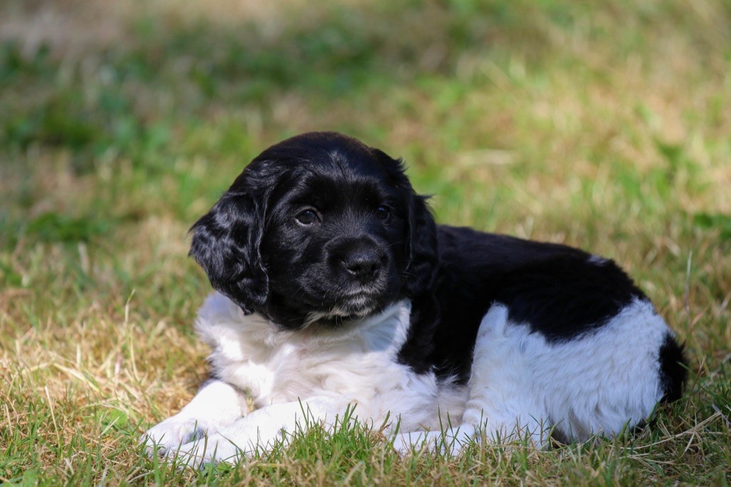 Des Petits Matins Picards - Epagneul Breton - Portée née le 24/04/2023